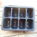 8 Cavity Seedling Tray
