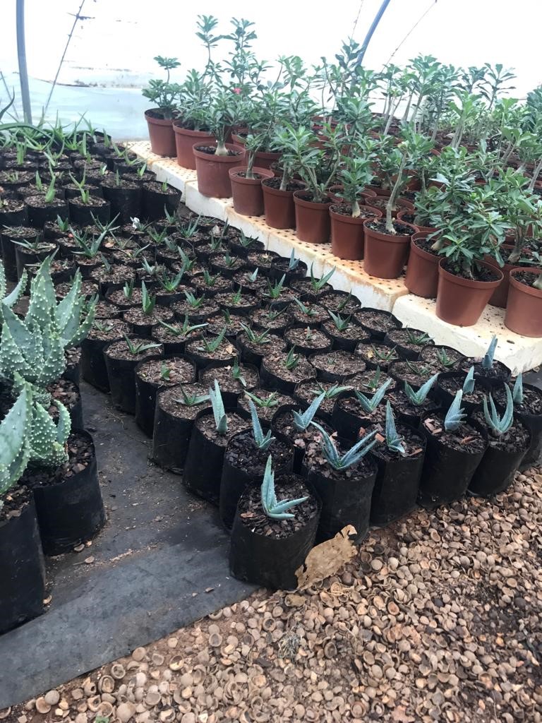 hydens 100PCS/Bag Biodegradable Seed Nursery Bags Nursery Flower Pots Vegetable Transplant Breeding Pots Garden Planting Bag 